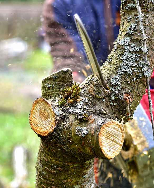 Élagage, abattage d’arbre et entretien d’espaces verts à L’Union et alentours